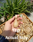 12ml 100% Pure Laos Dark Oud | Aged Supreme Crassna Oudh Oil in Leather Kuppi/Bottle🪵🥇