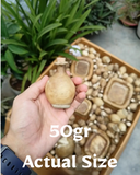 50ml 100% Pure Laos Dark Oud | Aged Supreme Crassna Oudh Oil in Leather Kuppi/Bottle🪵🥇