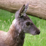 Tibetan Tonkin DEER MUSK NAFA ANIMALIC KASTURI OIL مسك غزال Moschus Misk Kasturi Jinko 3ML 麝香鹿 آهوی🏔️🥇