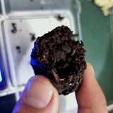 50ml Saf Siyah Geyik Miski Nafa Ruqyah (Arınma) İçin En Yüksek Konsantrasyonlu Yağ Cinleri / Nazarı / Kötü Ruhları Kovmak İçin!